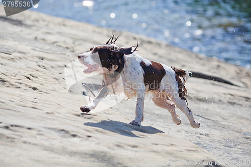 Image of Dog at the beach