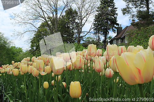 Image of The Canadian Tulip Festival 2795619