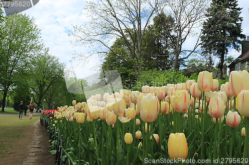 Image of The Canadian Tulip Festival 2795620