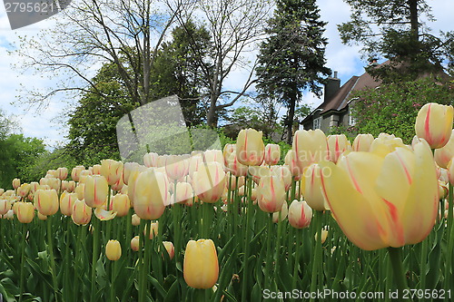 Image of The Canadian Tulip Festival 2795621