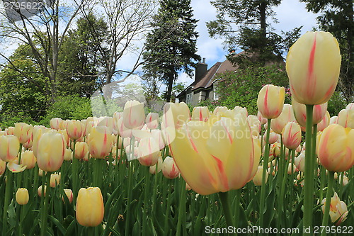 Image of The Canadian Tulip Festival 2795622
