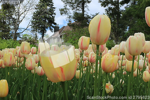 Image of The Canadian Tulip Festival 2795623