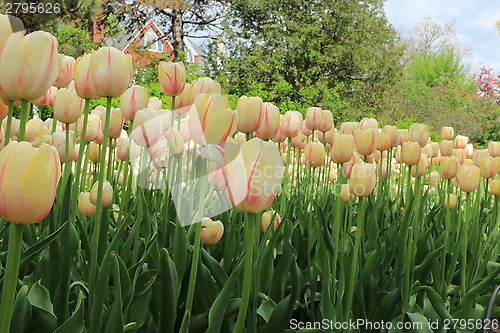 Image of The Canadian Tulip Festival 2795626