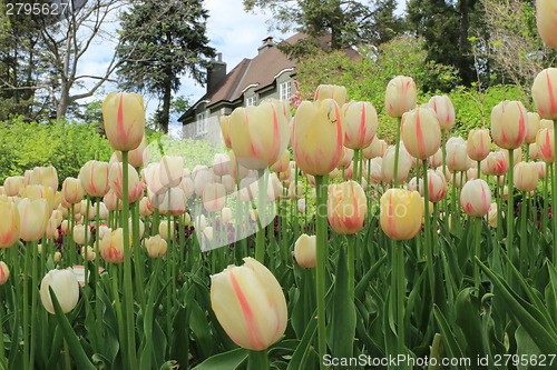 Image of The Canadian Tulip Festival  2795627