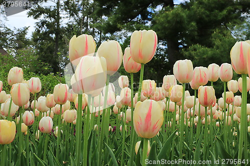 Image of The Canadian Tulip Festival  2795641