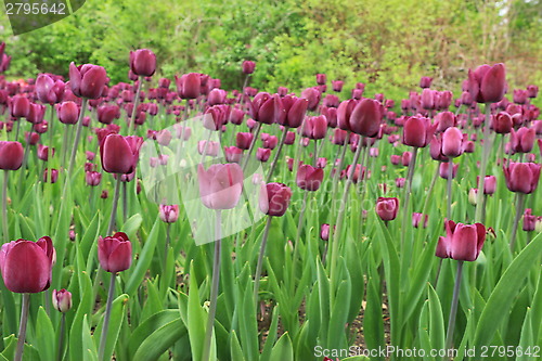 Image of The Canadian Tulip Festival 2795642