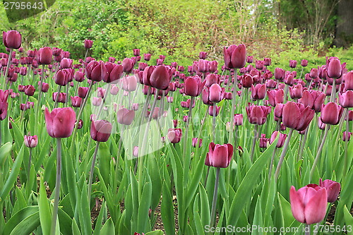 Image of The Canadian Tulip Festival 2795643