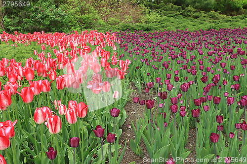 Image of The Canadian Tulip Festival  2795649