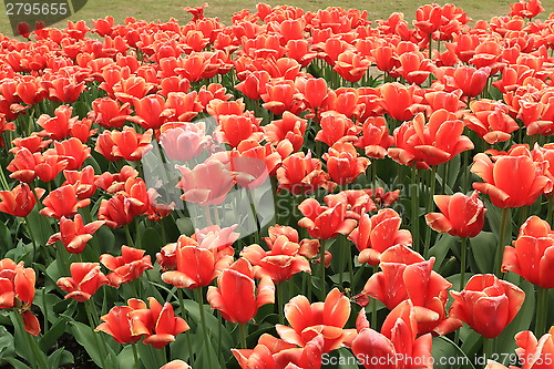 Image of The Canadian Tulip Festival  2795655