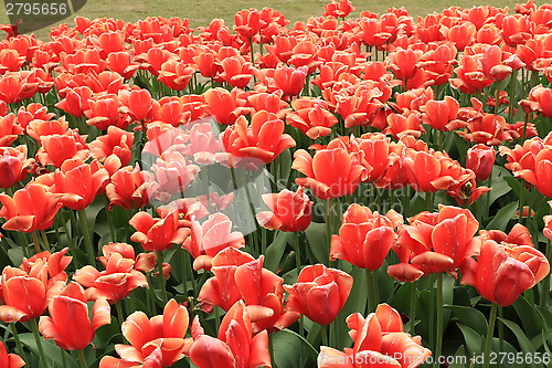 Image of The Canadian Tulip Festival  2795656