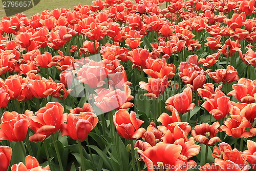 Image of The Canadian Tulip Festival 2795657