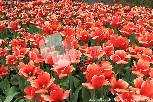 Image of The Canadian Tulip Festival 2795661