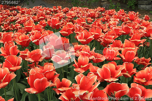 Image of The Canadian Tulip Festival  2795662