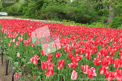 Image of The Canadian Tulip Festival 2795665