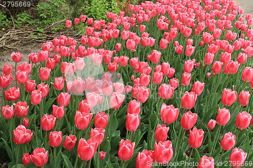 Image of The Canadian Tulip Festival 2795669