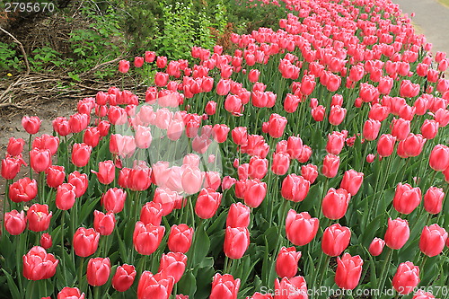 Image of The Canadian Tulip Festival 2795670