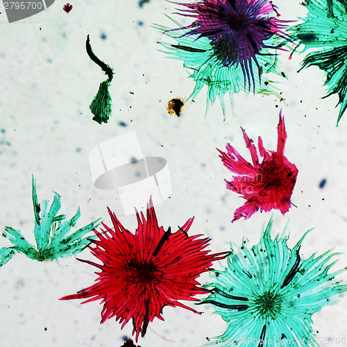 Image of Apple micrograph