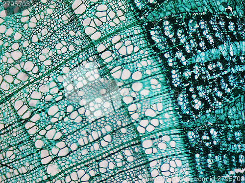 Image of Pine Wood micrograph