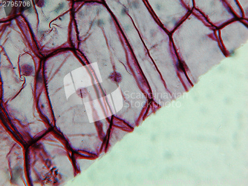 Image of Onion epidermus micrograph