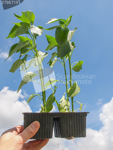 Image of Plug pepper plant