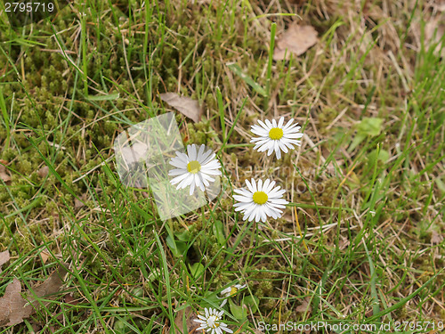 Image of Daisy flower