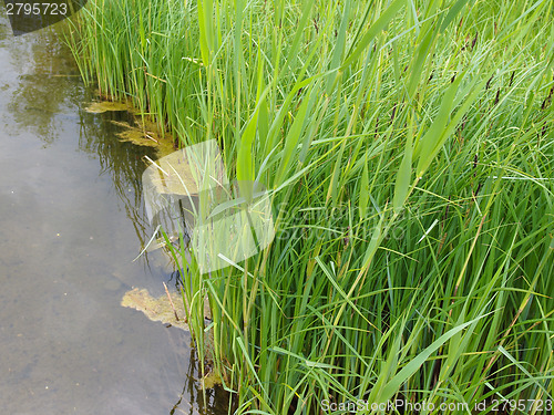 Image of Pond grass
