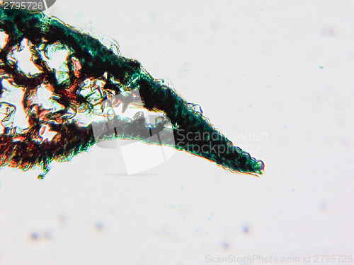 Image of Pine Wood micrograph