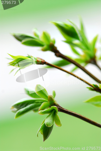 Image of Spring green leaves