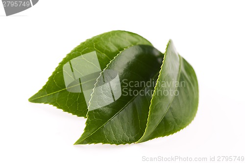 Image of fresh tea leaves isoalted on the white background