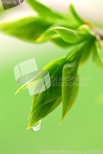 Image of Spring green leaves