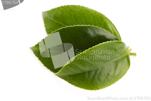 Image of fresh tea leaves isoalted on the white background