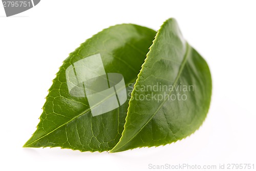 Image of fresh tea leaves isoalted on the white background