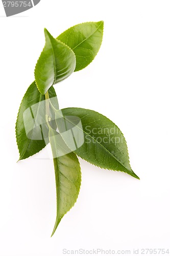 Image of fresh tea leaves isoalted on the white background