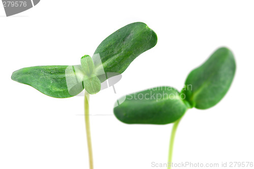 Image of Green sprouts