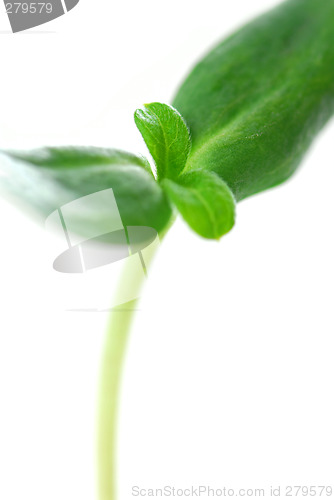 Image of Green sprout