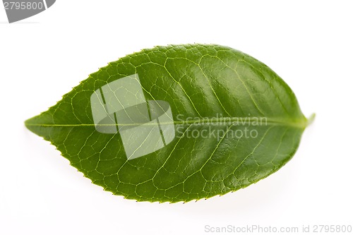 Image of fresh tea leaves isoalted on the white background