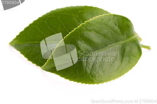 Image of fresh tea leaves isoalted on the white background