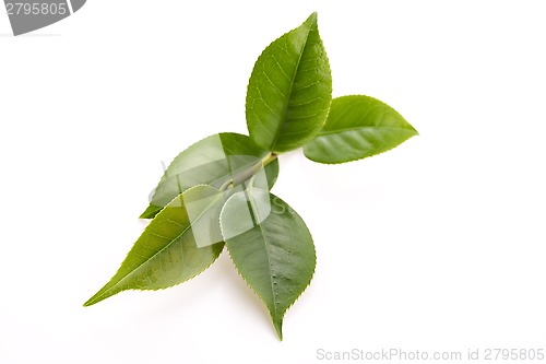 Image of fresh tea leaves isoalted on the white background