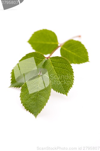 Image of rose leaf 