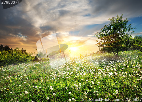 Image of Sunrise over dandelions