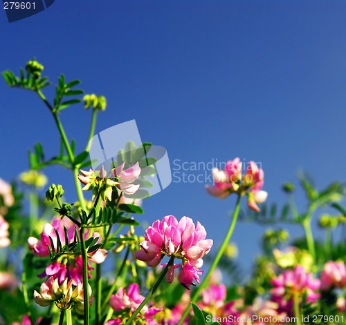 Image of Summer meadow