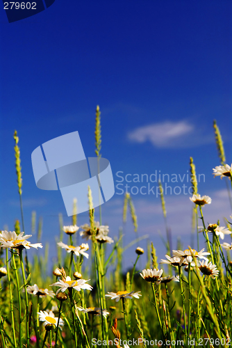 Image of Summer meadow