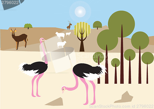 Image of Ostriches in the desert 