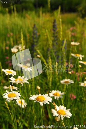 Image of Summer meadow