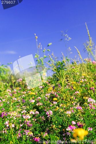 Image of Summer meadow