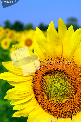 Image of Sunflower field