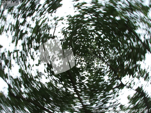 Image of Tree