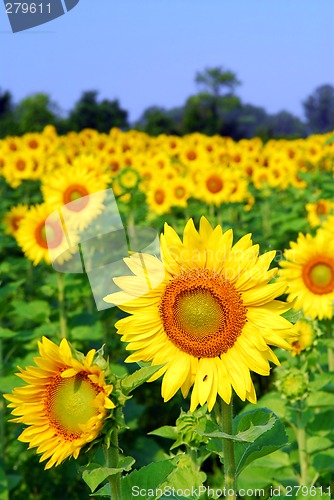 Image of Sunflower field