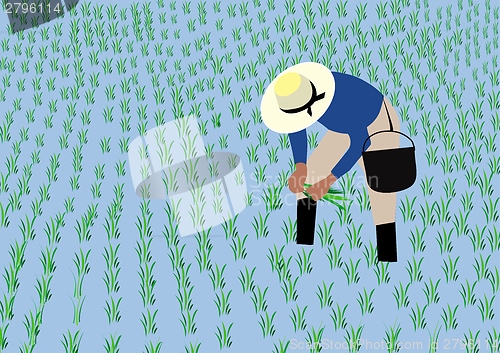 Image of Farmer planting rice 