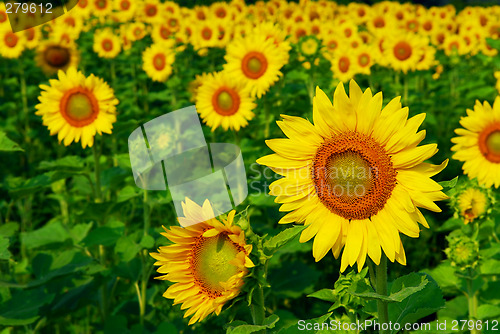 Image of Sunflower field